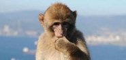 Apes, St Michael's Cave, ...